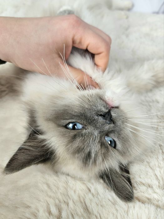 Ragdoll WCF kocurek Gero