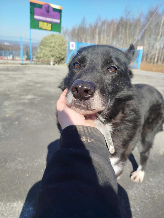 Potik - pies do adopcji