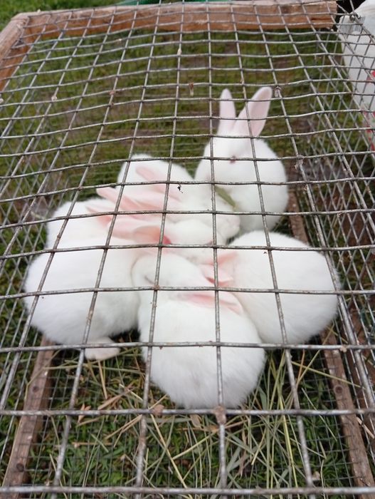Кролики разных пород