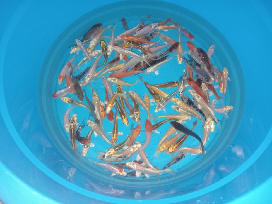 Carpas koi 7/9cm faço envios
