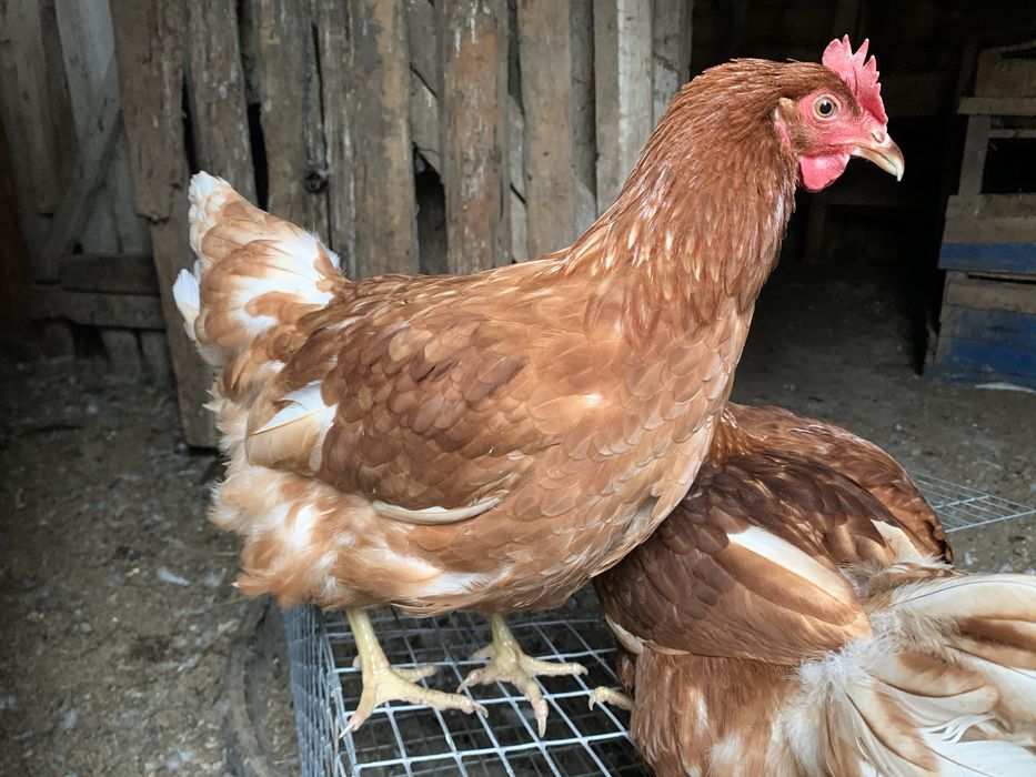 Куры ломан браун 3.5 мес