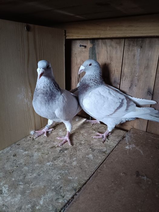 Golebie staropolskie