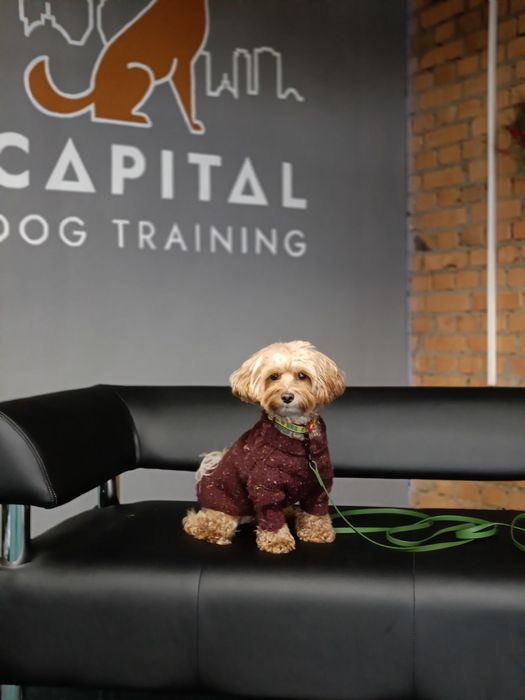 Кінолог Київ Дресирування Собак