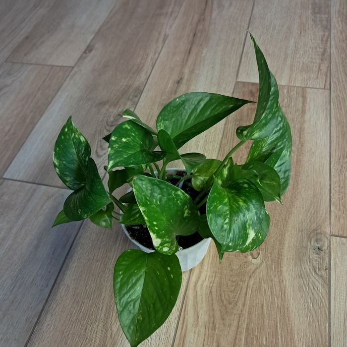 Сциндапсис домашний. Одесса.