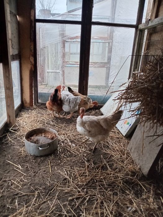 Молоді курочки ...