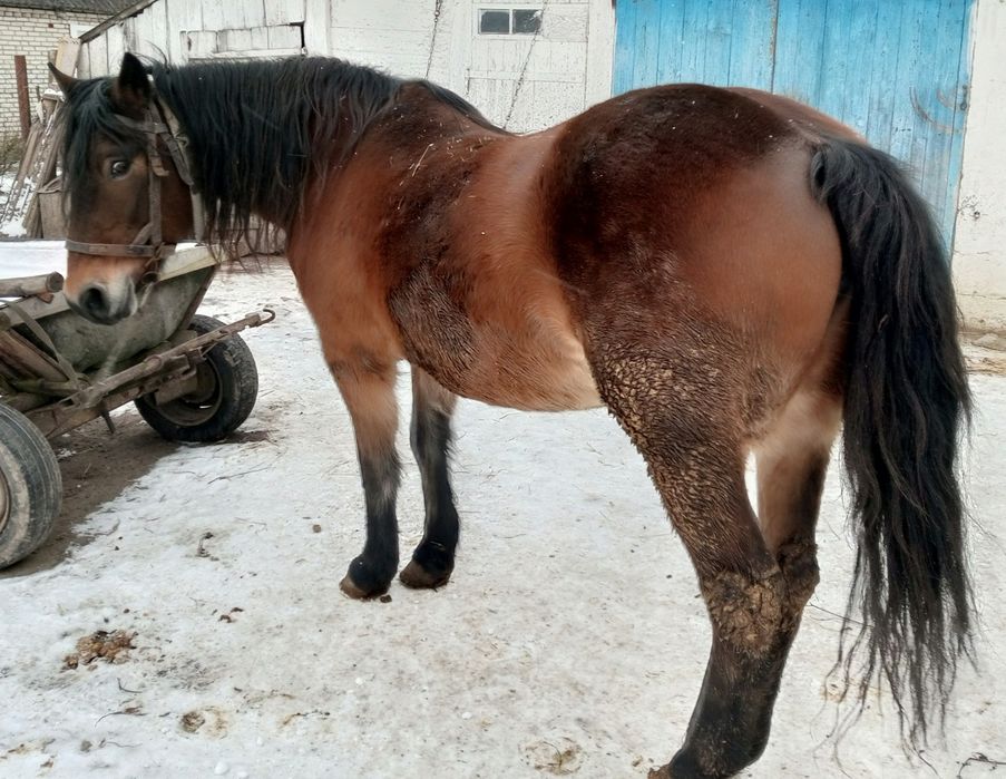 Продам кобилу 9років