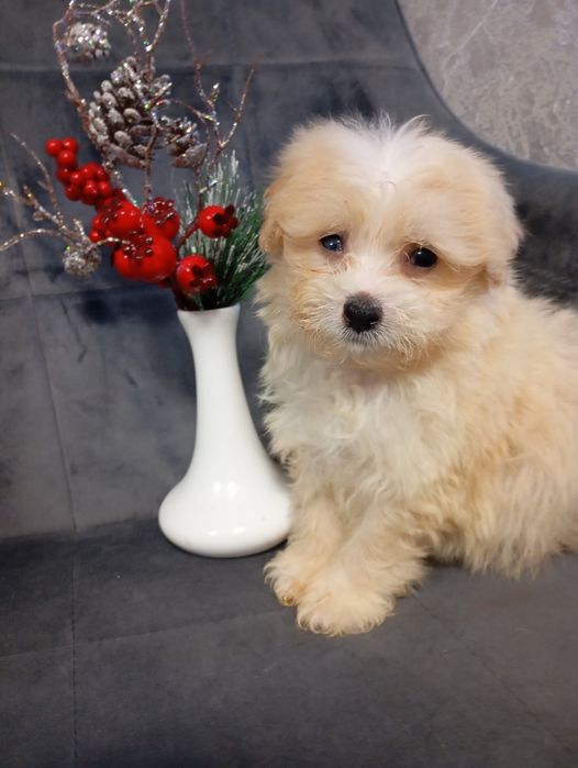 Красунчик мальтіпо