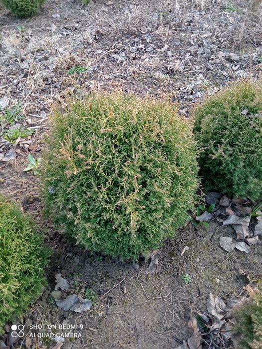 Продам Туя Ельвангера