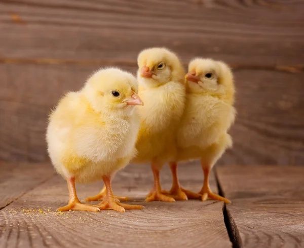 Циплята Цыплята Курчата Несушка Ломан Браун Сенді ДОБОВІ+Півники Петух