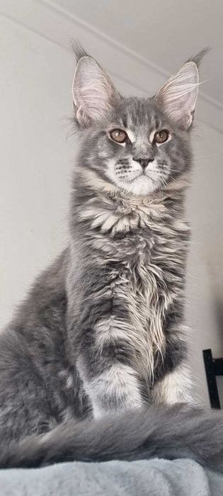 Gatinho Maine Coon