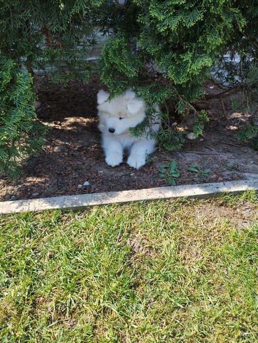 Samoyed szczenię