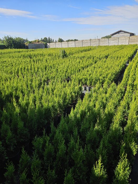 Tuja Tuje szmaragd 70 cm