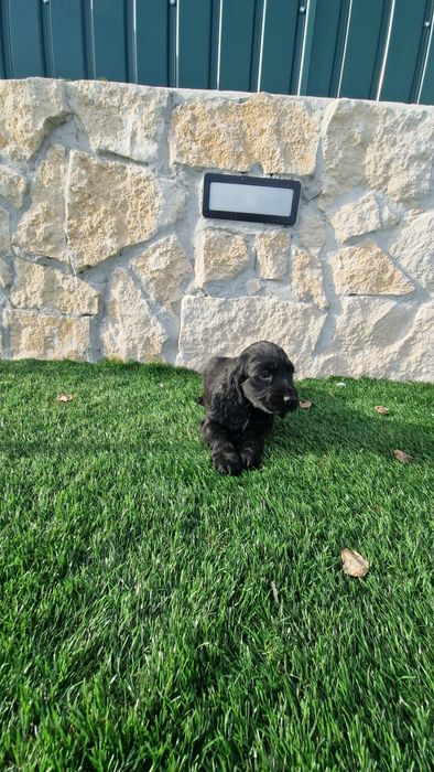 Cocker Spaniel Inglês  Preto