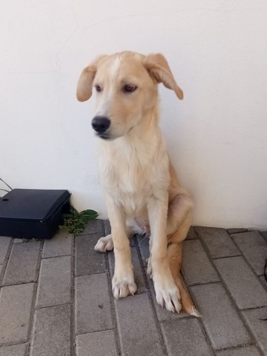 Cadelinhas bebes para adopção