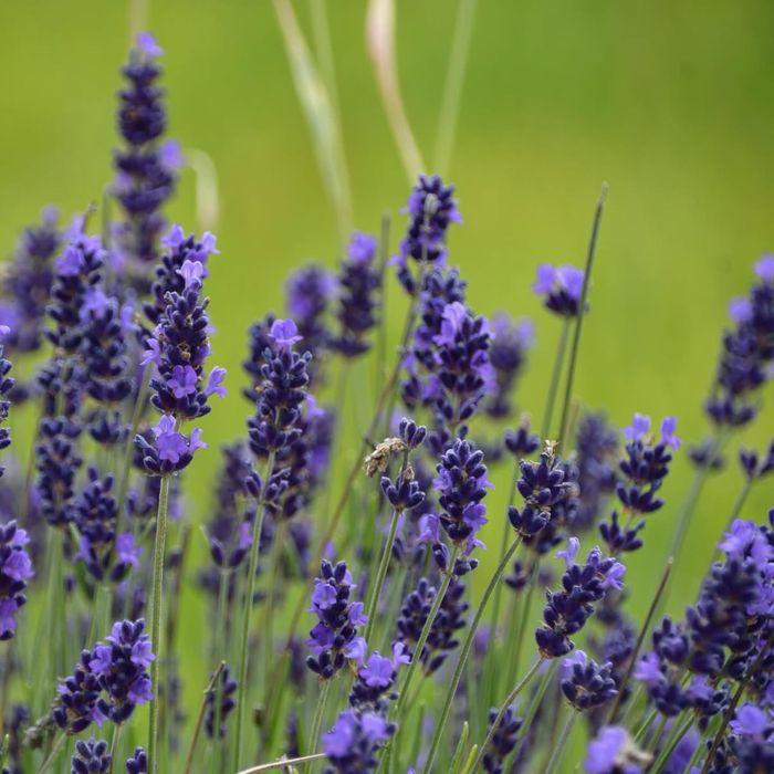 Sigma 18-250 3.5-6.3