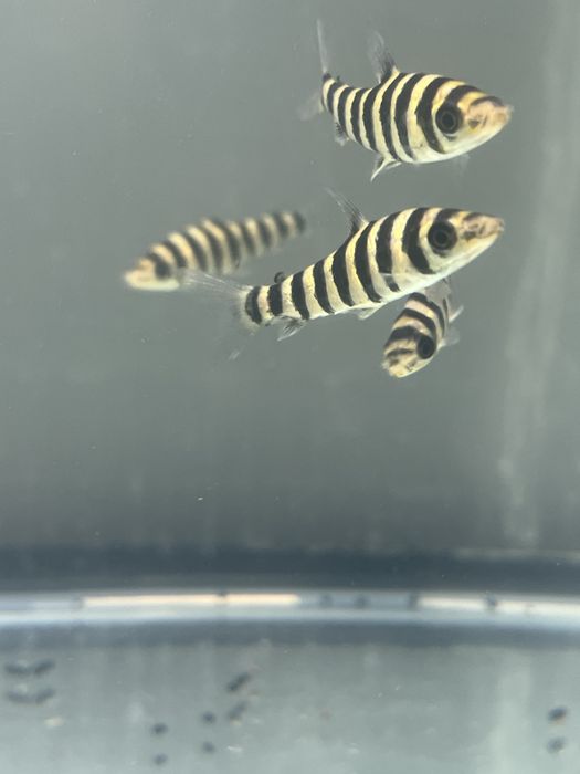 Leporinus affinis 5/6cm!