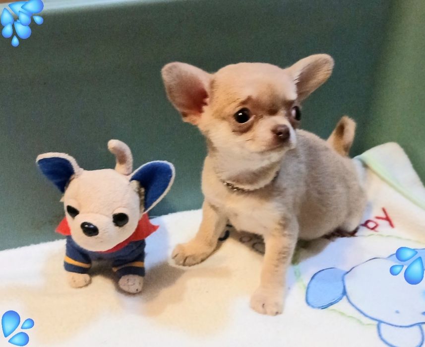 Изабелка ( девочка) 2,5 мес.