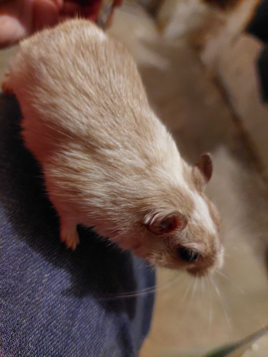 Чарівні мишки Піщанки,