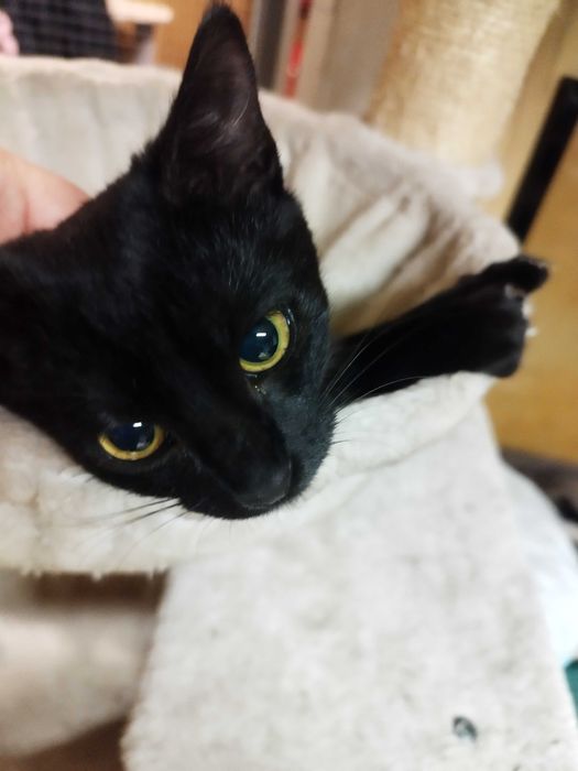 Piękna  czarna Jagódka szuka domu.