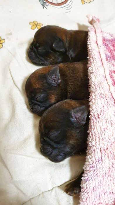 Гриффон Брюссельский. Вязка.