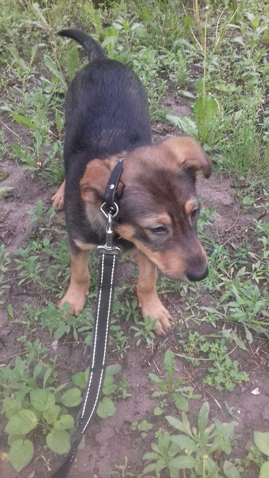 Щенки даром. Охранники.