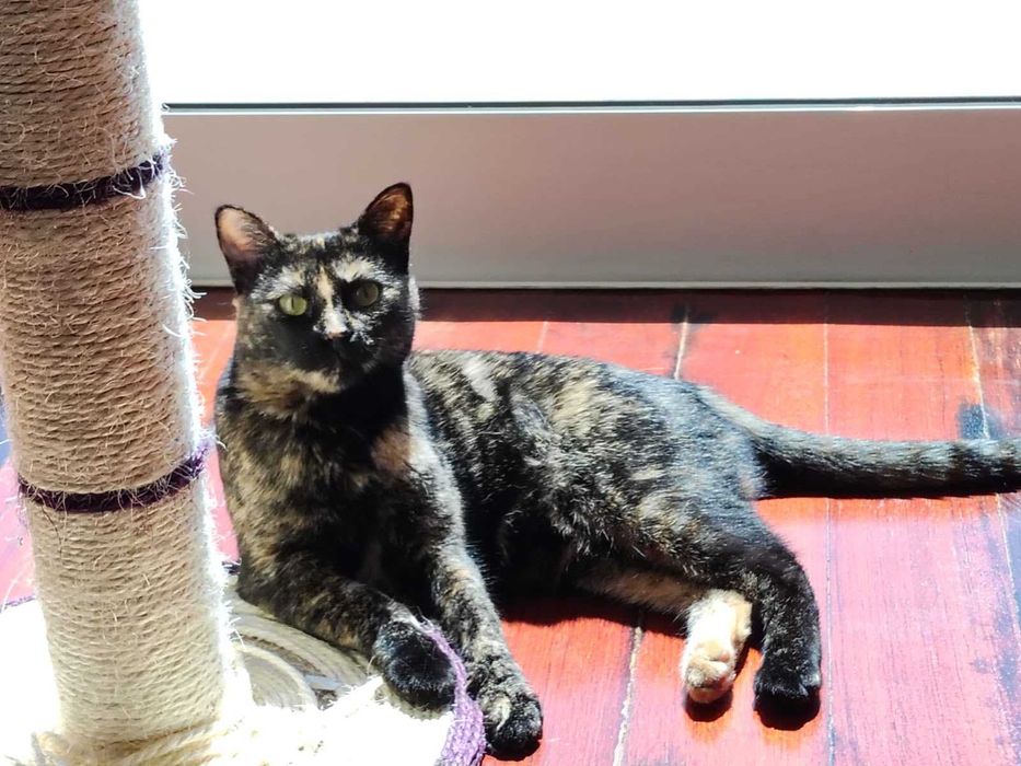 Gatinha tartaruga para adopção