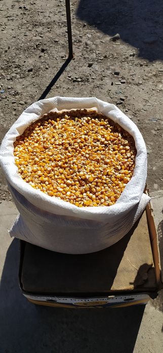 Продам суху дрібну кукурудзу кукурузу врожай 2025