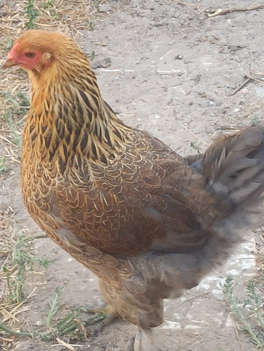 Ovos de Galinhas Puras para encubação