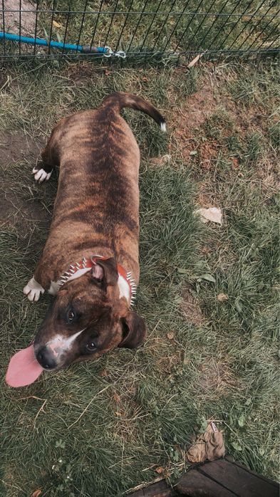 oddam w dobre rece suke amstaff