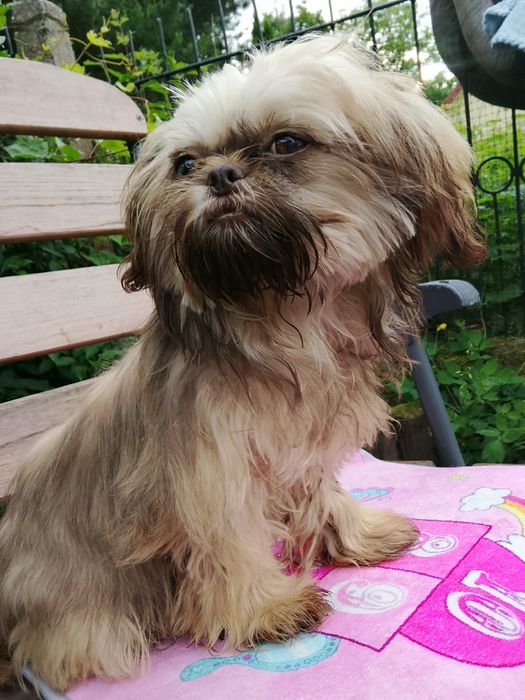 Gaga mini sunia shih tzu / domowa hodowla