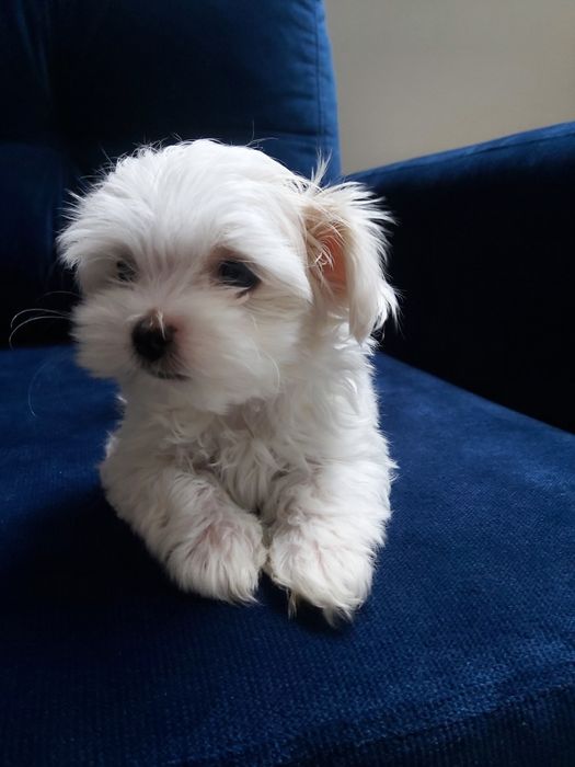 Maltańczyk z rodwowodem