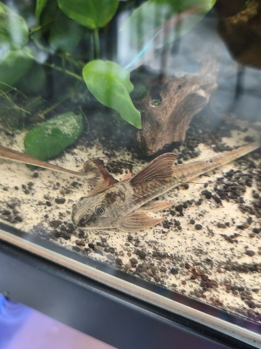 Loricaria Rio Atabapo dorosłe 4 sztuki