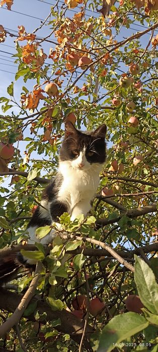 Отдам кошечку в добрые руки