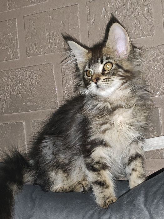 Kotka Maine Coon