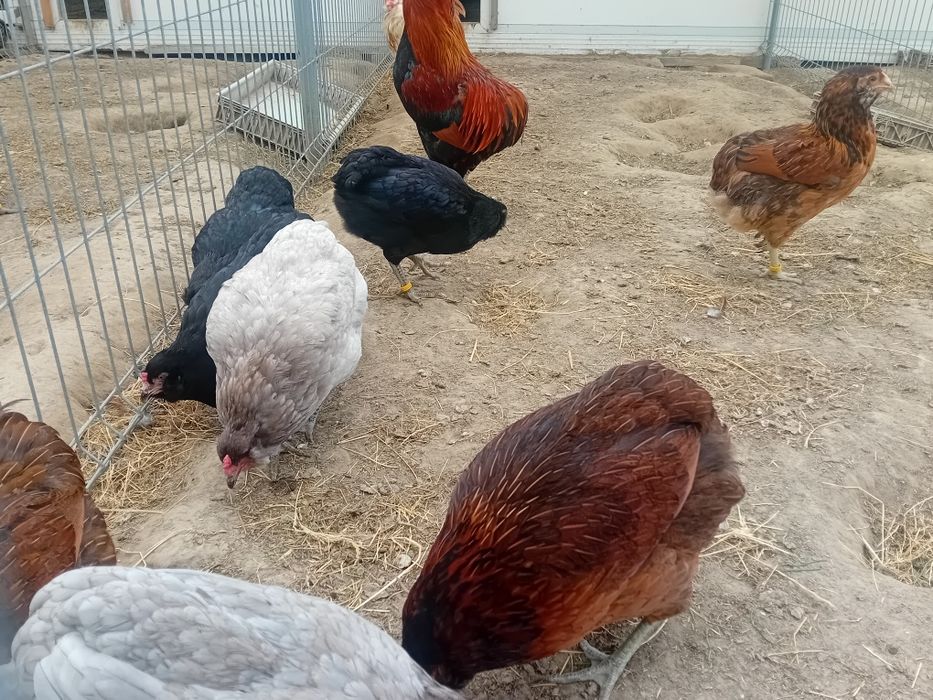 Jaja lęgowe zielone turkusowe araucana bezogoniasta