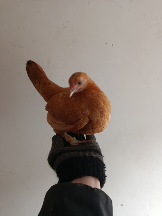 Куры лилипуты инкубационное яйцо