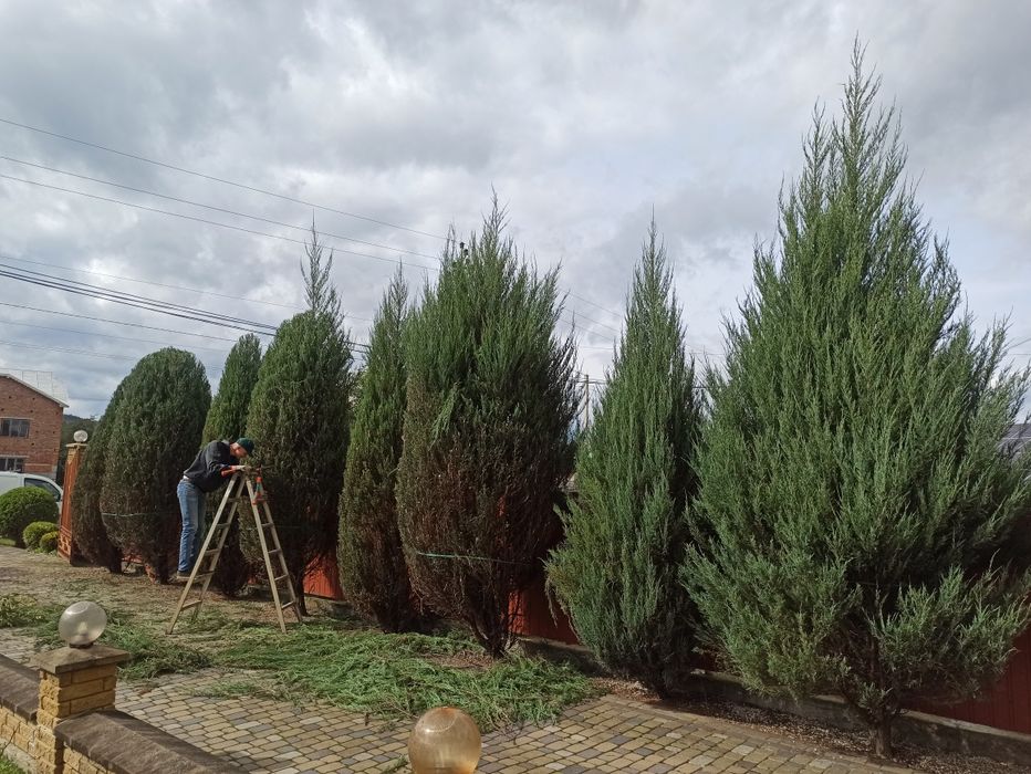 Аерація#скарифікація#ПокісТрави#ОбрізкаДерев#Аерація#ВесняніРоботигазо