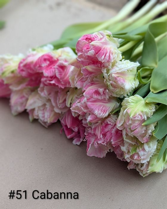 Тюльпан на 8 березня