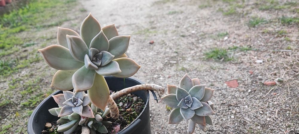 Planta suculenta