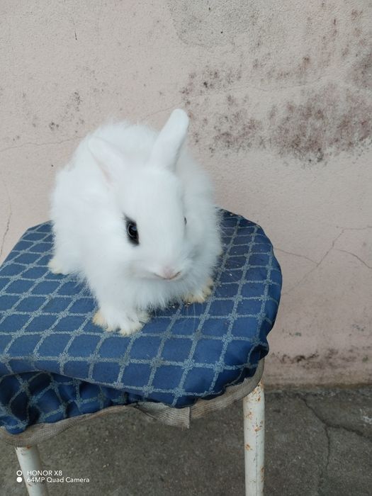 Coelhos anões dóceis