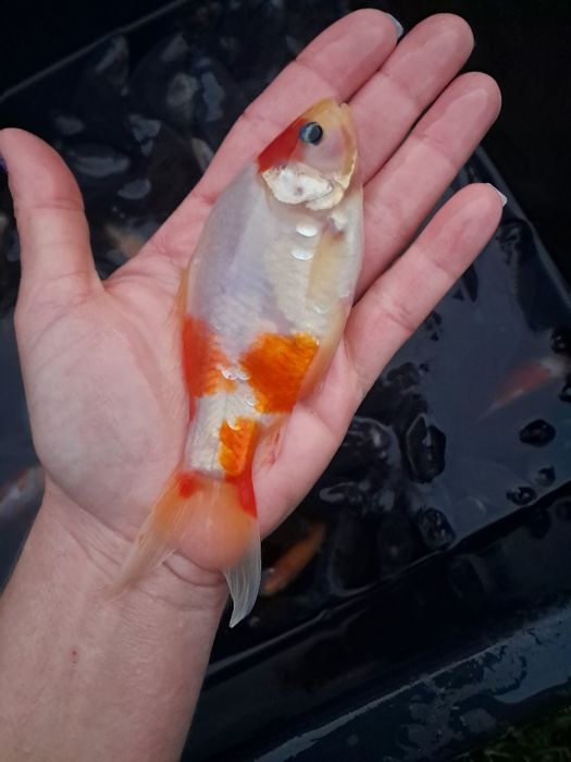 Amur kroczek narybek 15-20cm lin, karp