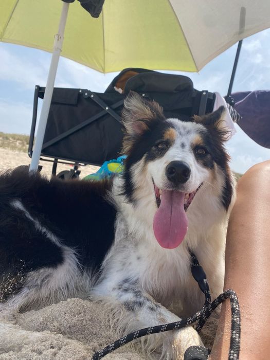 Cadela Border Collie 1 ano para adoção