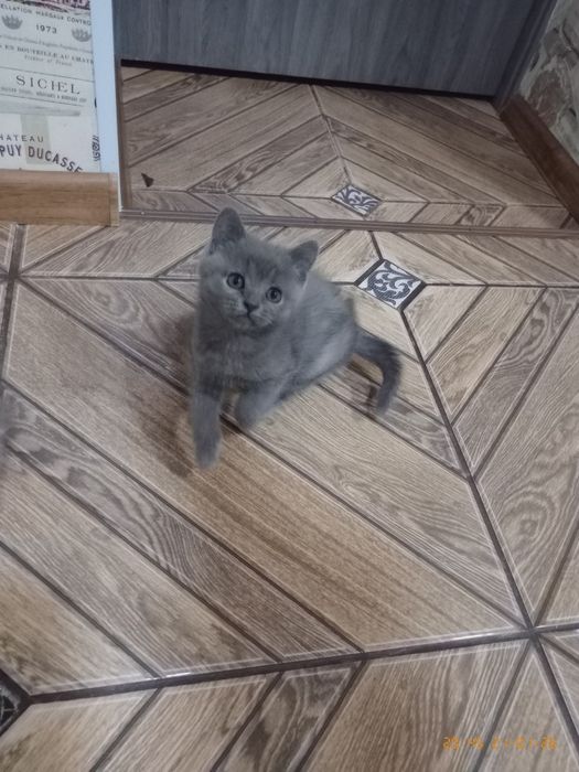 Продам шотландського хлопчика та дівчинку