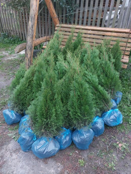 Туя смарагд, самшит