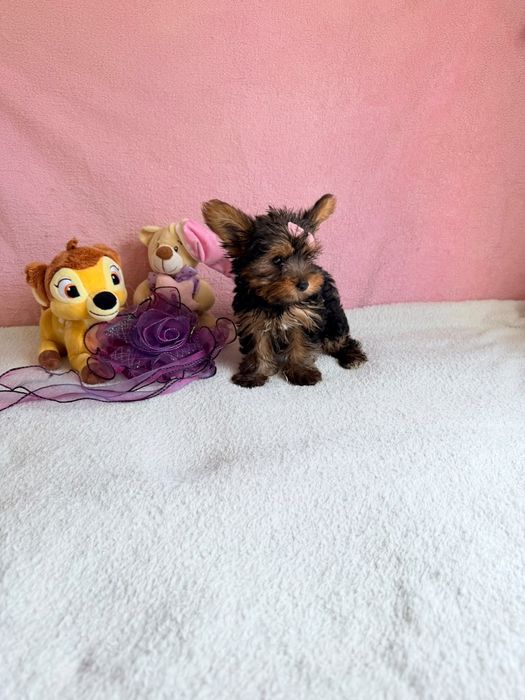 Yorkshire Terrier Fêmea