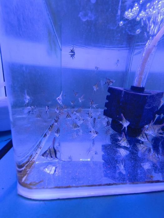 Escalares bebés muito bonitos.