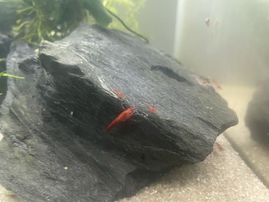 krewetki red cherry