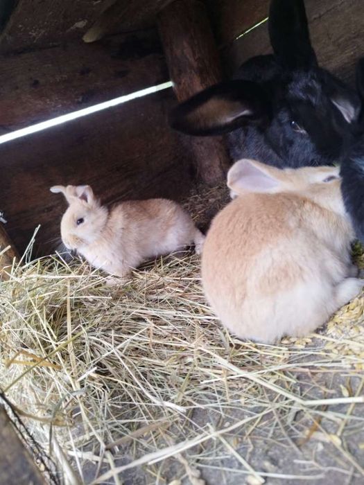 Sprzedam samice z młodymi