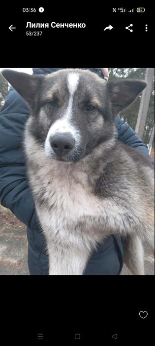 Песик в пошуках дому