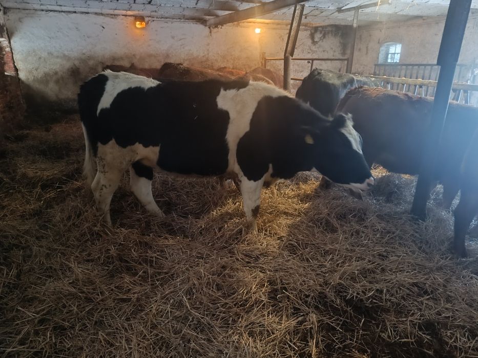 Jałówki bydło odsadki